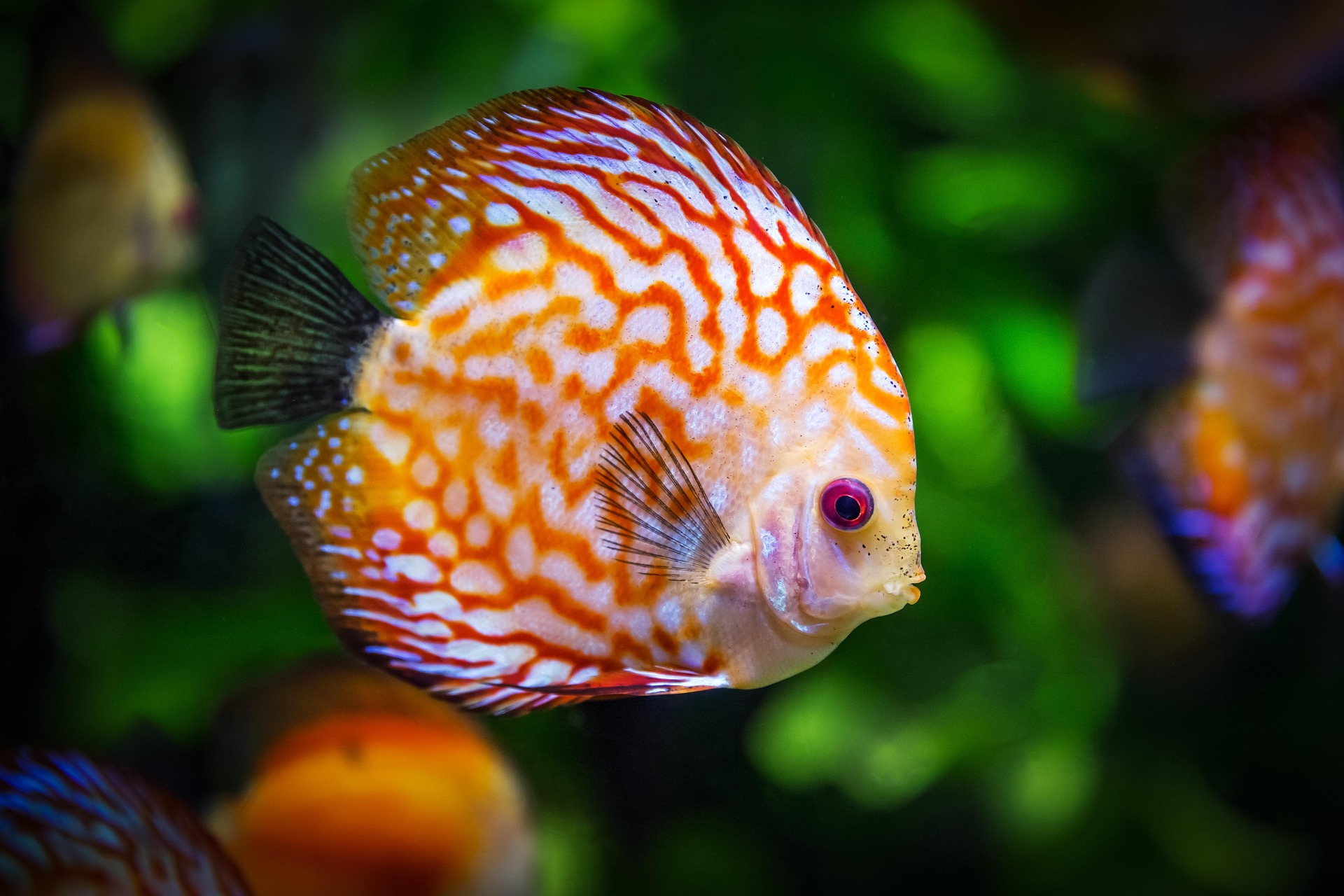Ikan 2