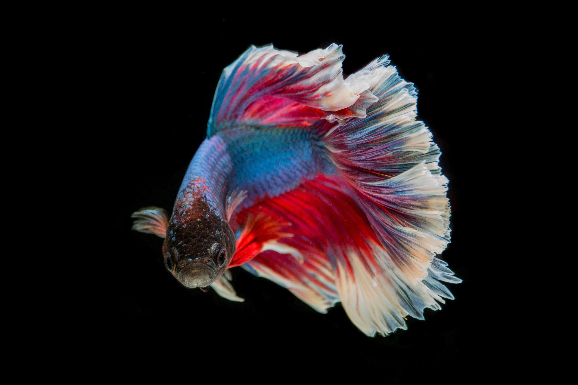 Ikan 1